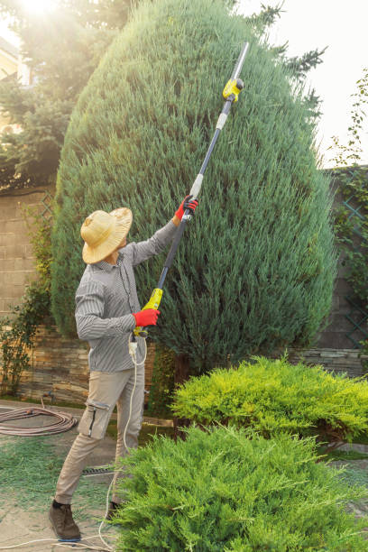 Best Pest Control for Lawns  in Crown Heights, NY