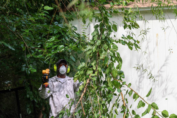 Best Tree Maintenance Programs  in Crown Heights, NY