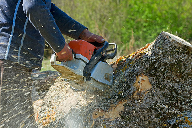 Best Tree Health Inspection  in Crown Heights, NY